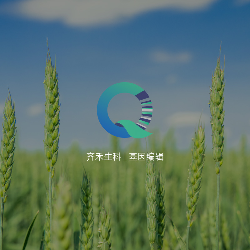 齐禾生科(kē)全新(xīn)官网建设